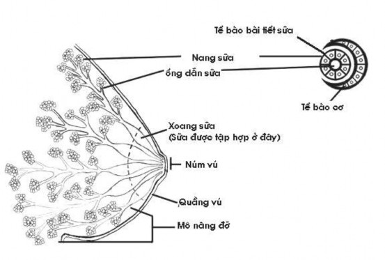 Hình 99 1 Giải phẫu vú 2 2 Sự bài tiết sữa Sữa mẹ được bài tiết theo cơ 1