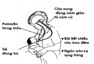 Hình 99 2 Phản xạ prolactin Oxytocin kích thích các tế bào cơ xung quanh nang sữa co 2