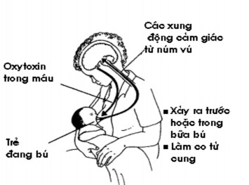 Hình 99 3 Phản xạ oxytoxin 2 3 Chất ức chế bài tiết sữa Sự sản xuất sữa 3