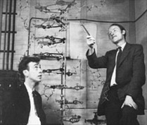 Hình 6 R Franklin trái M Wilkins Hình 7 J D Watson trái và F H C Crick 4 Sự ra đời và 6