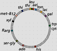 a b promoter operator lac I P O lac Z lac Y lac A lac repressor galactosidase permease 1