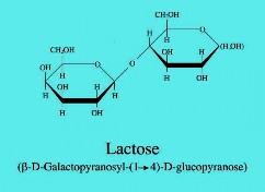 a b promoter operator lac I P O lac Z lac Y lac A lac repressor galactosidase permease 2