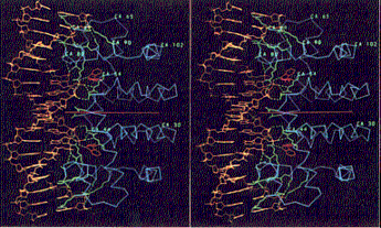 a b Hình 3 6 a Cấu trúc phân tử amino acid tryptophan b Cấu trúc lập thể của chất 20