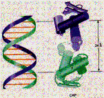 c Hình 3 8 a Cấu trúc và sự hình thành phân tử cAMP từ ATP b CAP gồm hai monomer 21
