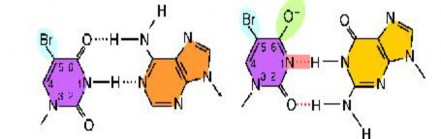 Dạng keto phổ biến của 5BU Adenin Dạng keto phổ biến của 5BU Dạng enol hiếm 1