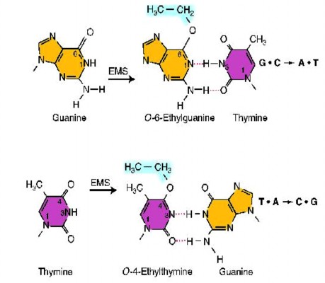Hình 4 3 Sự kết cặp nhầm chuyên biệt do đột biến cảm ứng alkyl hoá Tác nhân 2