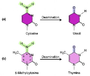 Hình 4 4 Deamination của Cytosine a và 5 methylcytosine Depurination do tác dụng của 3