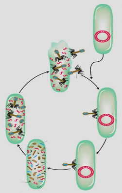 Tế bào không bị xâm nhiễm Phân hủy tế bào chủ Phage lắp ghép bên trong tế 1