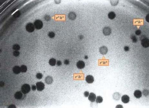 Hình 5 2 Sự xâm nhập của phage vào tế bào vật chủ theo cả 2 dạng bố mẹ 2