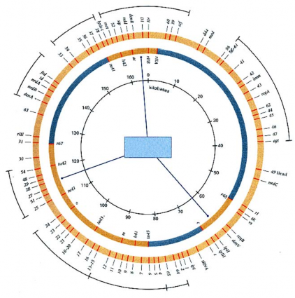 Màng Sợi đuôi Trao đổi nucleotide Tổng hợp DNA tái bản và thay đổi Nhóm gen 3