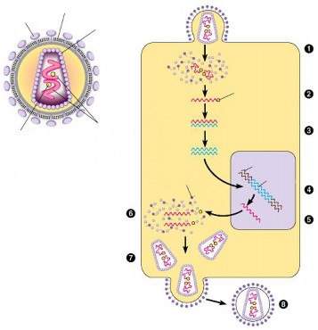 Hình 5 10 Chu trình sinh sản của virus HIV 1 Virus xâm nhiễm vào tế bào 2 Phiên mã 1