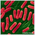 Hình 6 3 A Các tế bào vi khuẩn E coli đang phân chia bên trái và đường cong sinh 3