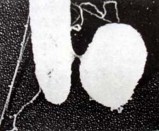 Hình 6 4 a Joshua Lederberg trái và E L Tatum b E coli tiếp hợp Hai tế bào kết hợp 9