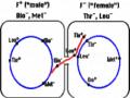 Sự Xen Plasmid F Vào Trong Nhiễm Sắc Thể Vật Chủ