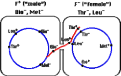 Hình 6 6 Cơ chế tiếp hợp và tái tổ hợp gene ở các tế bào E coli Các đặc 1