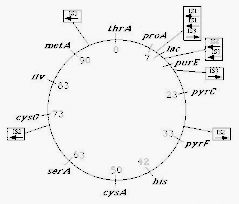 Hình 6 11 Vị trí của các đoạn xen IS1 IS2 và IS3 trên nhiễm sắc thể E coli K 12 5