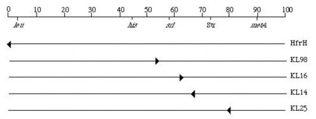 Hình 6 12 Các đoạn xen của Hfr đã được phân lập ở E coli Ngược lại 6