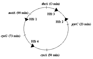 Hình 6 13 Vị trí và hướng truyền của các Hfr 1 4 5 Lập bản đồ di truyền 7