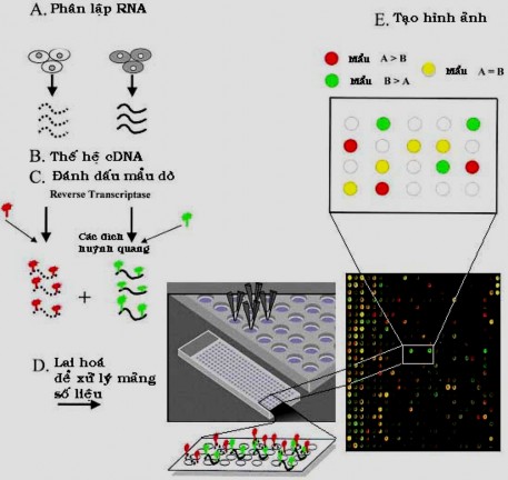 Hình 1 11 Sử dụng các DNA microarray trong phân tích sự biểu hiện biệt hoá của 2