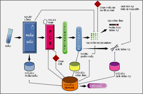 Hình 1 12 2 1 3 Genomics so sánh Comparative genomics Genomics so sánh sử dụng thông tin 3