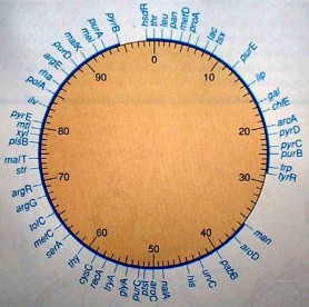 Hình 6 14 a Vị trí và khoảng cách của một số gene trên nhiễm sắc thể đo 2