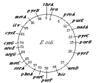 Tiếng Việt Tài liệu Tham khảo Phạm Thành Hổ 2000 Di truyền học NXB Giáo Dục 3