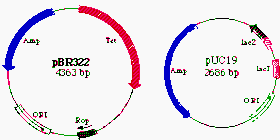 Hình 8 2A Các plasmid pBR322 và pUC19 Ở đây cho thấy kích thước khởi điểm ORI và 1