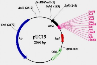 Hình 8 2B Cấu trúc chi tiết của các plasmid pUC19 và M13 mp 18 Sau đây là một số 2