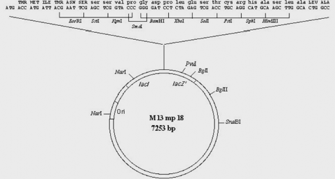 Hình 8 2B Cấu trúc chi tiết của các plasmid pUC19 và M13 mp 18 Sau đây là một số 3