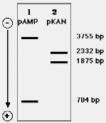 Hình 8 4 Mẫu điện di hỗn hợp các đoạn DNA của pAMP và pKAN được cắt bởi 4