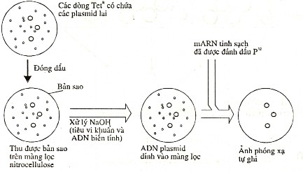 Hình 8 9 Xác định dòng vi khuẩn mang plasmid có xen đoạn mDNA đặc hiệu Chẳng 5