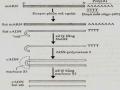 Phát Hiện Và Sàng Lọc Nucleic Acid Ngoại Lai Và Protein