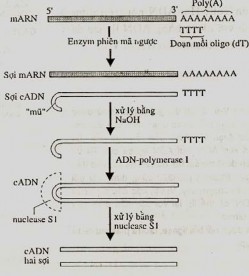 a b Hình 8 11 Tổng hợp cDNA từ một mRNA nhờ sử dụng enzyme phiên mã ngược 1