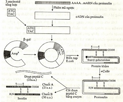 Hình 8 12 Tổng hợp cDNA của proinsulin và cho sản xuất insulin trong tế bào E coli 2