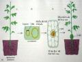 Về Khả Năng Gây Bệnh Của Agrobacterium Tumefaciens