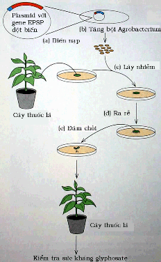 Nhiều cây trồng cũng đã được tạo ra bằng kỹ thuật di truyền để kháng 2