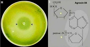 Hình 8 15 H J H Đĩa agar được cấy A radiobacter nòi K84 ở trung tâm và ủ trong 24 5