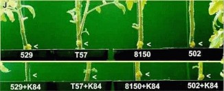Hình 8 15 J Tính chất đặc thù của hệ thống phòng ngừa của A radiobacter nòi K84 1