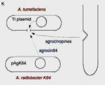Hình 8 15 K Phương thức hoạt động của agrocin 84 Các nòi gây bệnh của A 2