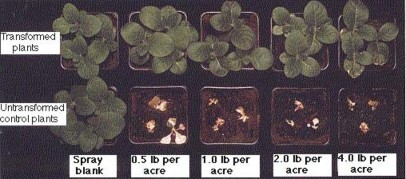Hinh 8 17 Hiệu quả của chất diệt cỏ bromoxynil lên các cây thuốc lá được 3