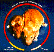 Hình 8 19 Mô hình tổng quát về thí nghiệm truyền gene ở động vật trái Hình 4