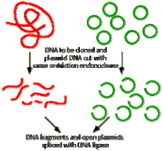 DNA cần tạo dòng và plasmid được cắt bởi cùng enzyme giới hạn Các đoạn DNA 1