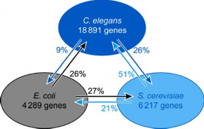 Hình 1 13 So sánh số lượng và mật độ gene ở ba loài E coli nấm men bia nẩy 1