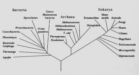 Hình 1 2 Cây phát sinh chủng loại của sự sống dựa trên so sánh trình tự RNA 6