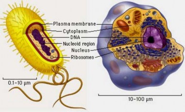Hình 1 3 Các tế bào prokaryote vi khuẩn và eukaryote động vật 7