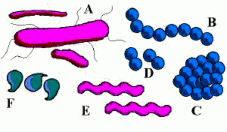 Hình 1 7 Hình dạng khác nhau của các vi khuẩn A Hình que trực khuẩn Bacillus B Hình 2