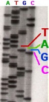 Trong di truyền học và hoá sinh xác định trình tự sequencing có nghĩa là xác 1