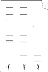 Hình 1 13 A Sản phẩm PCR được đối chiếu với giếng DNA trên bản gel agarose 4