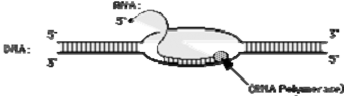 Hình 2 12 Sự tổng hợp RNA trên một sợi khuôn của gene DNA i Diễn ra dưới tác 1