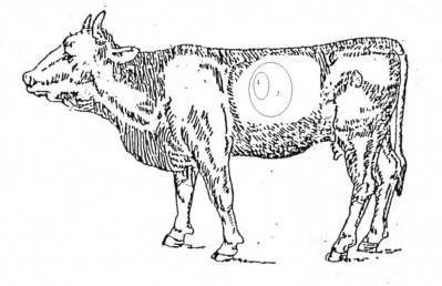 2 V ị trí khám gan Trâu bò Gan nằm ở vùng bên phải từ xườn 6 đến xườn 1